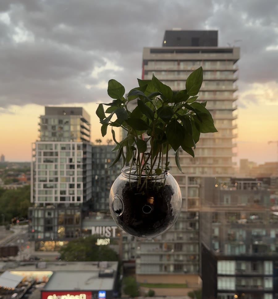 Window Planter — 1-pack